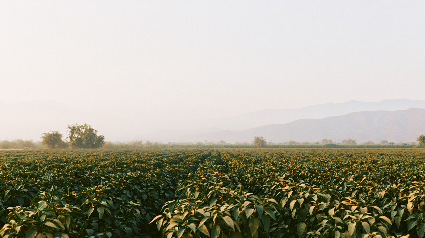Campos agrícolas de Huerto Basal en Nuevo León